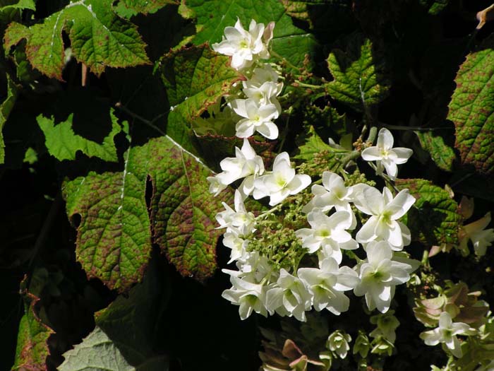 Plant photo of: Hydrangea quercifolia