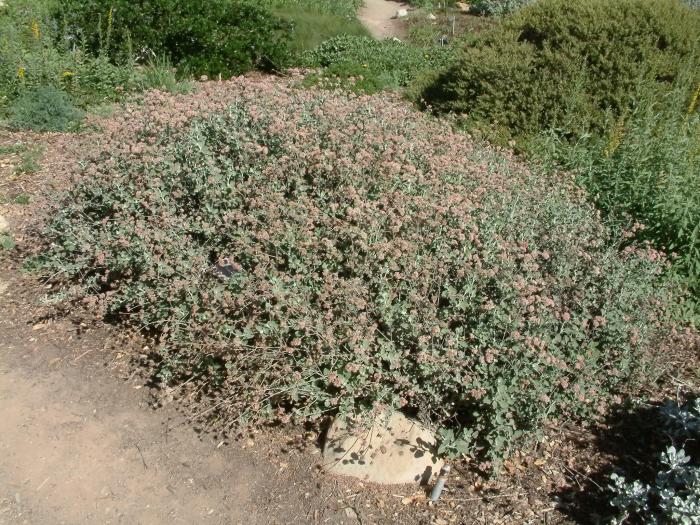 Plant photo of: Eriogonum cinereum