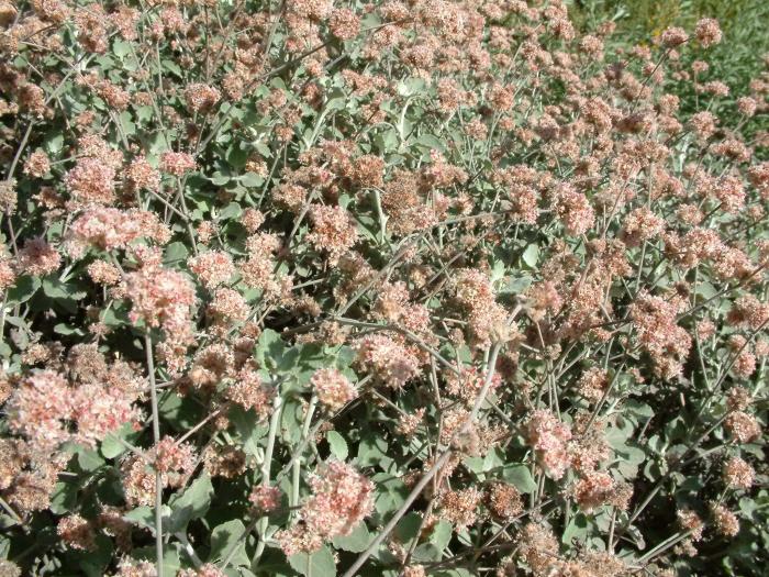 Plant photo of: Eriogonum cinereum