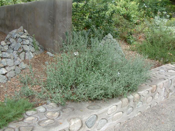 Plant photo of: Eriogonum cinereum