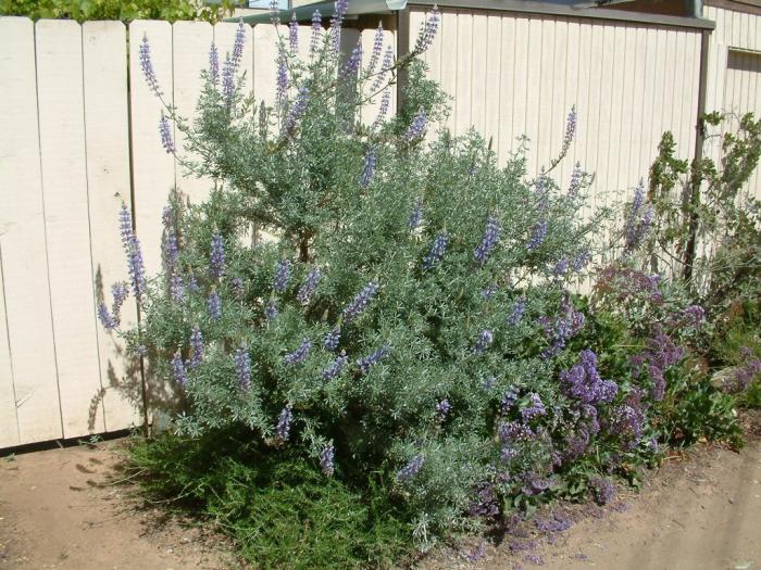 Plant photo of: Lupinus albifrons