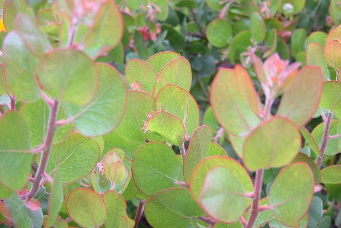 Plant photo of: Arctostaphylos glauca