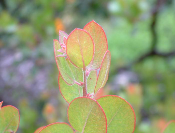 Plant photo of: Arctostaphylos glauca