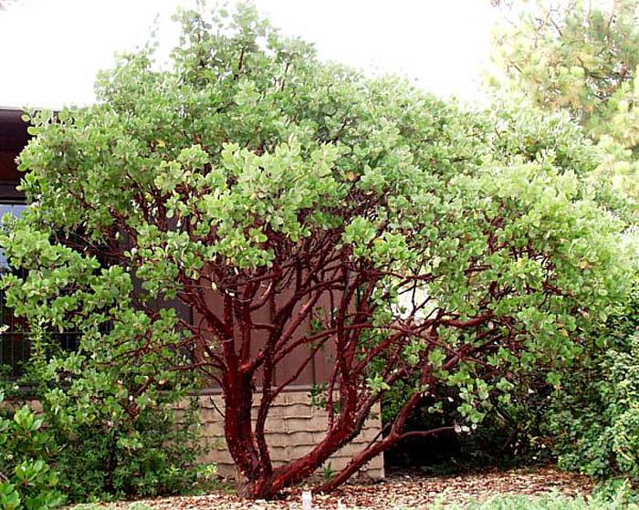 Arctostaphylos manzanita 'Dr. Hurd'