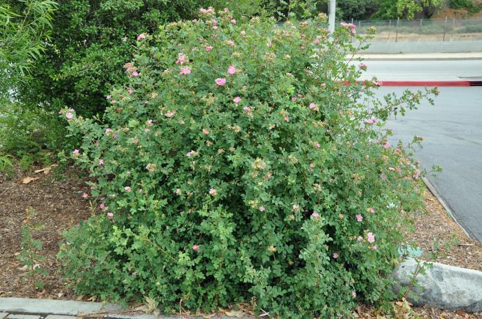 California Native Rose