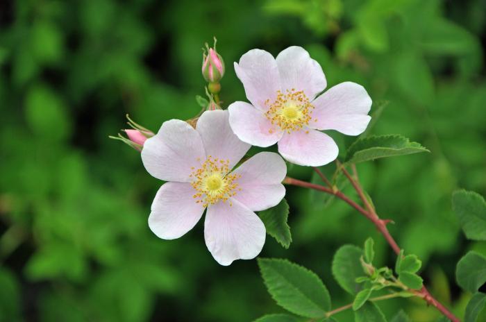 Plant photo of: Rosa californica