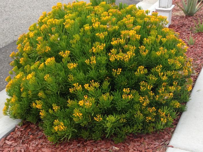 Plant photo of: Senecio barbertonicus