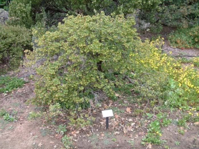 Plant photo of: Arctostaphylos hookerii 'Monterey Carpet