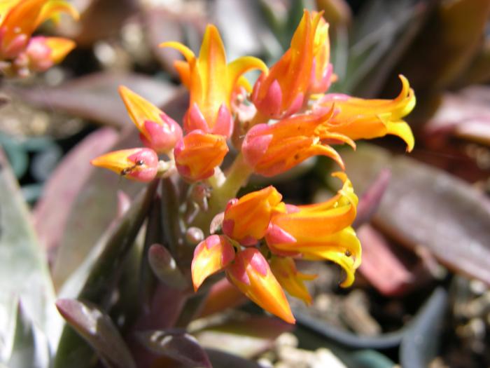 Dudleya lanceolata