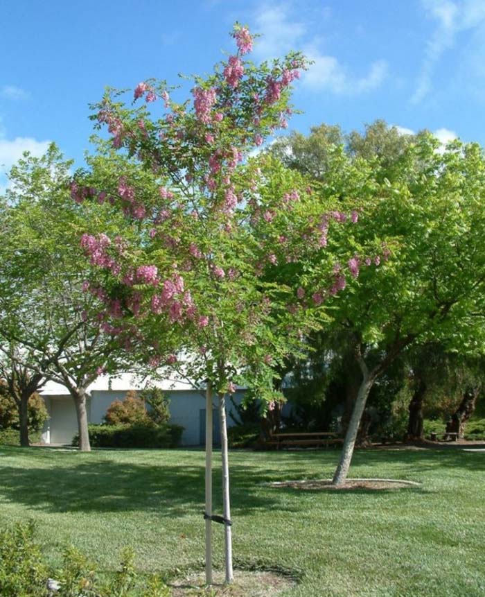 Robinia 'Purple Robe'