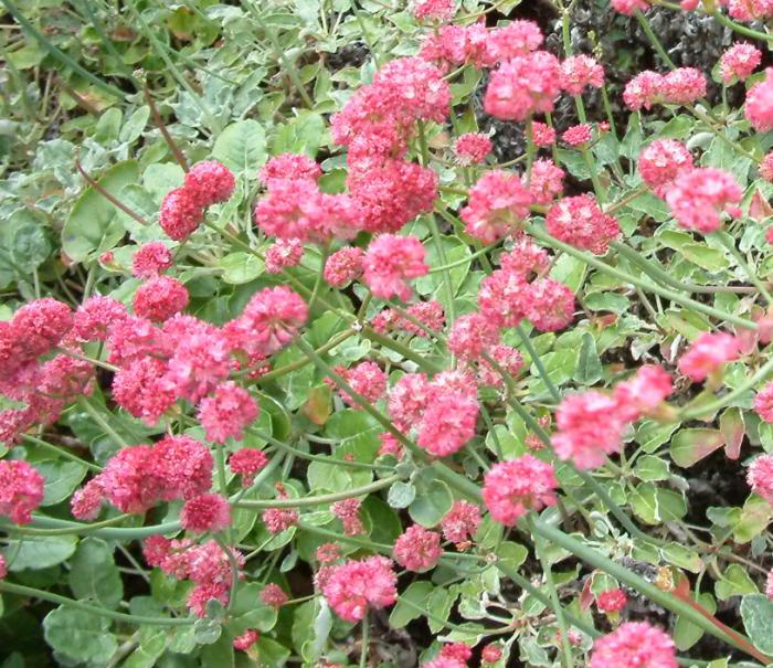 Eriogonum parvifolium