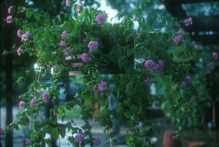 Lantana montevidensis 'Lavender Swirl' T