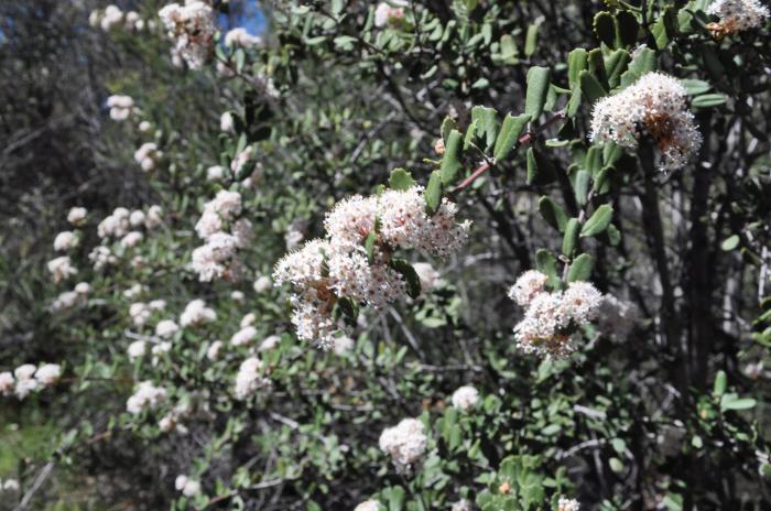 Plant photo of: Ceanothus crassifolius