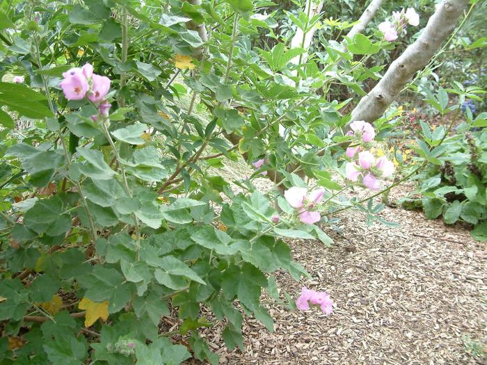 Chaparral Mallow