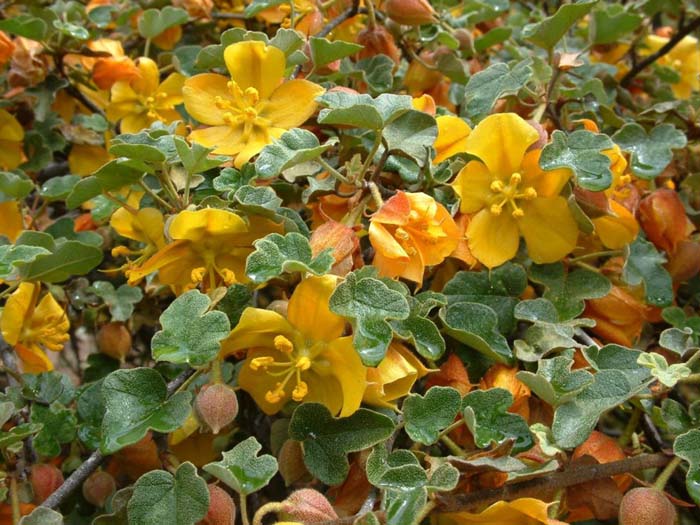 Fremontodendron californicum