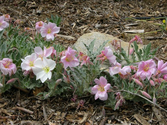 Plant photo of: Oenothera californica