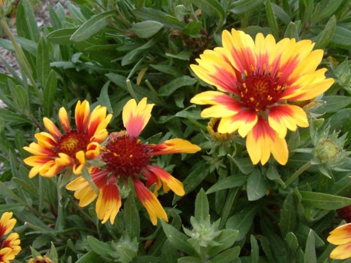 Goblin Blanket Flower