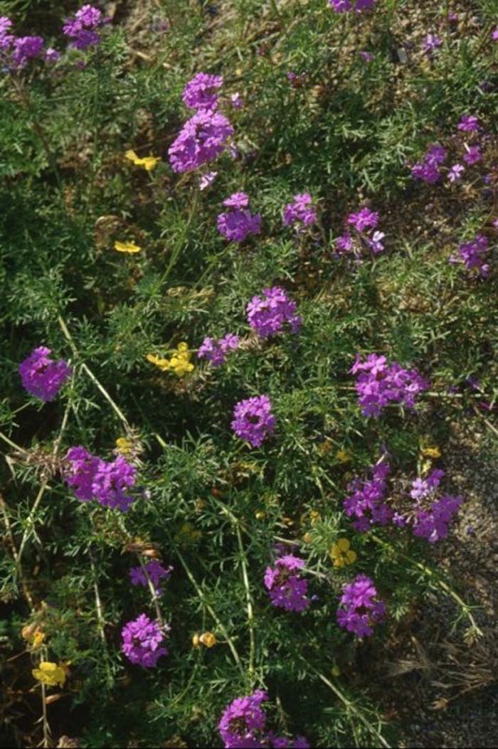 Verbena tenuisecta