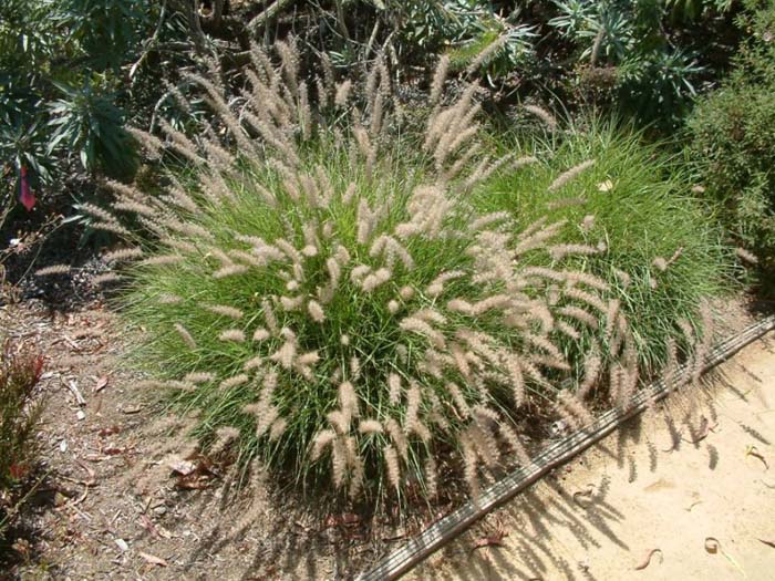 Oriental Fountain Grass