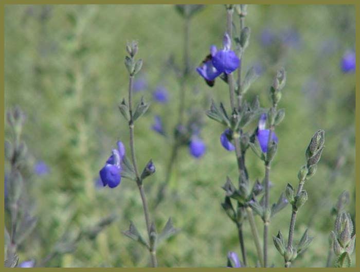 Plant photo of: Salvia chamaedryoides