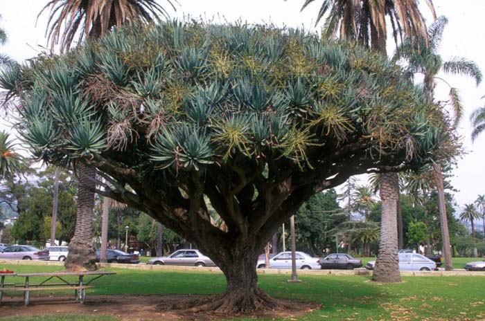 Dragon Tree