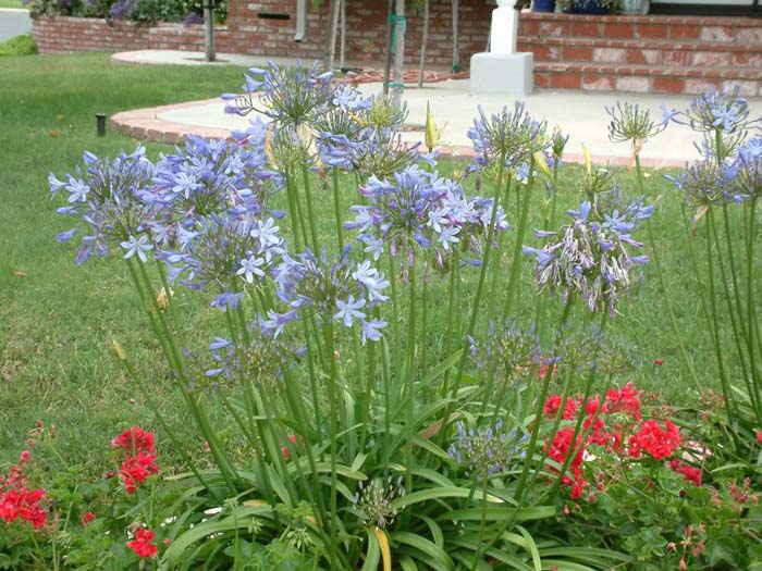 Agapanthus 'Peter Pan'