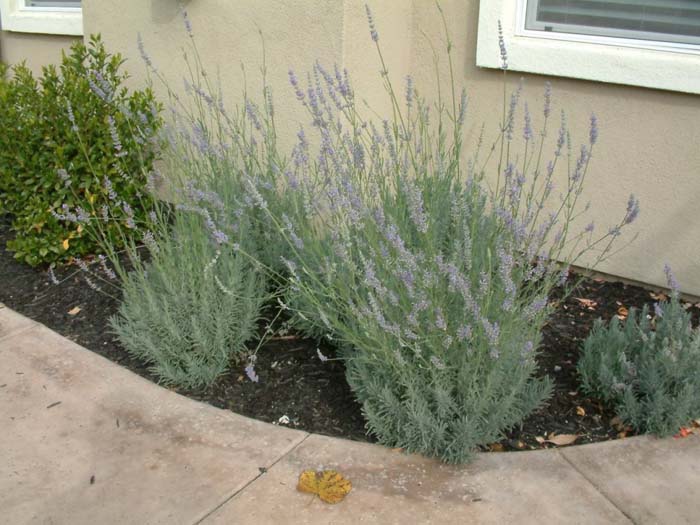 Plant photo of: Lavandula X intermedia