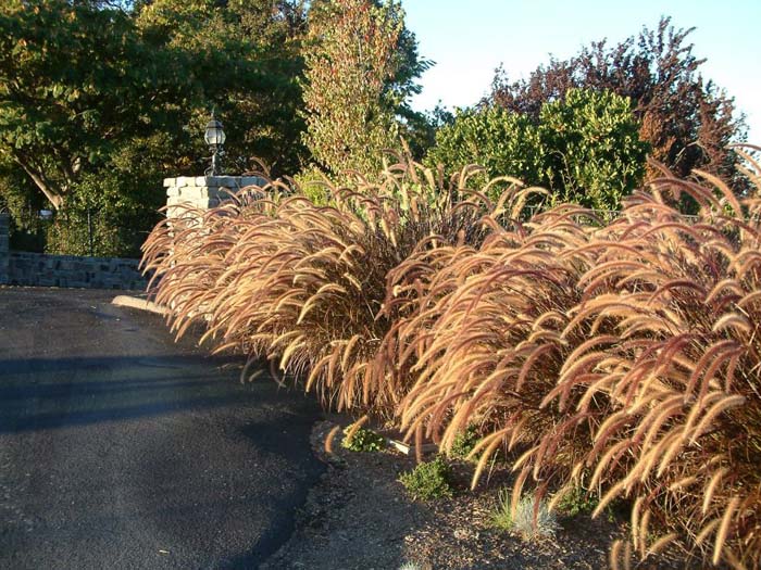 Plant photo of: Pennisetum 'Rubrum'