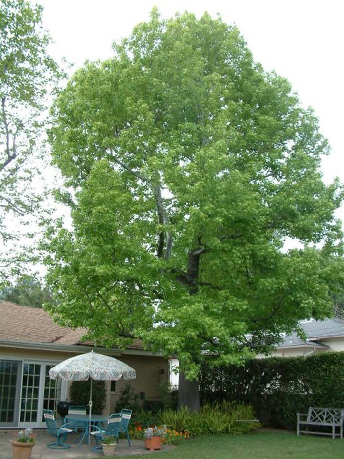 Plant photo of: Liquidambar styraciflua