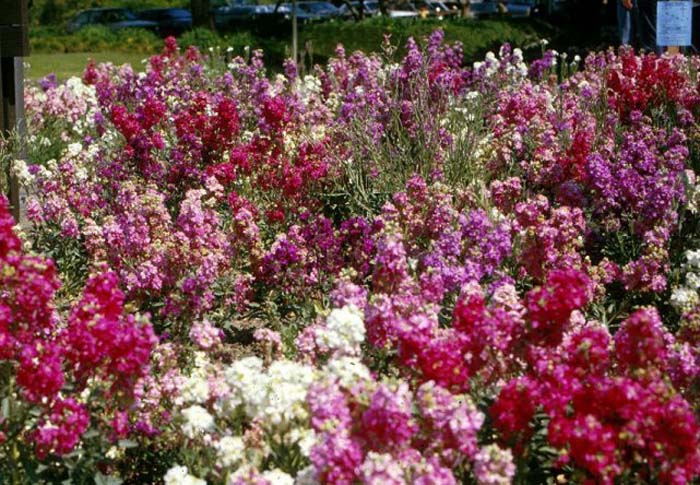 Plant photo of: Matthiola incana