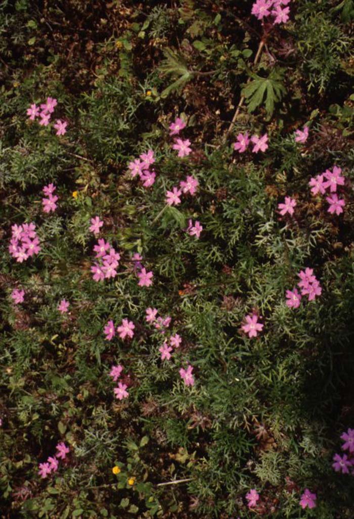 Plant photo of: Portulaca pilosa