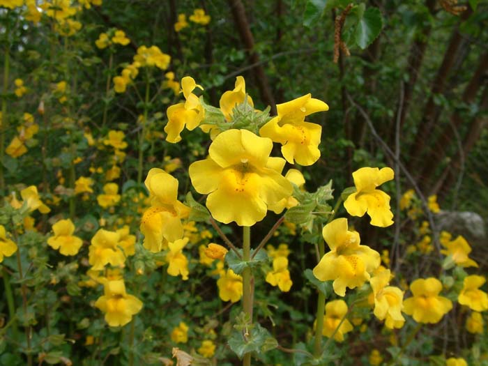 Mimulus guttatus