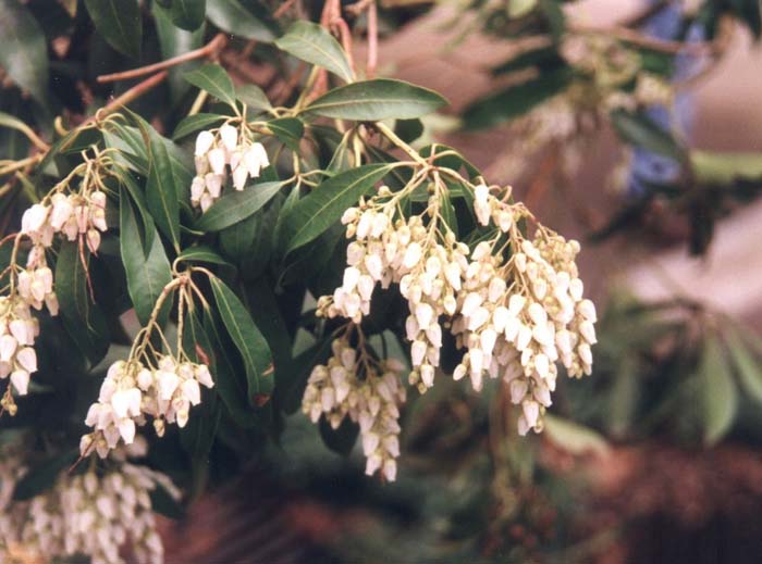 Lily of the Valley Bush