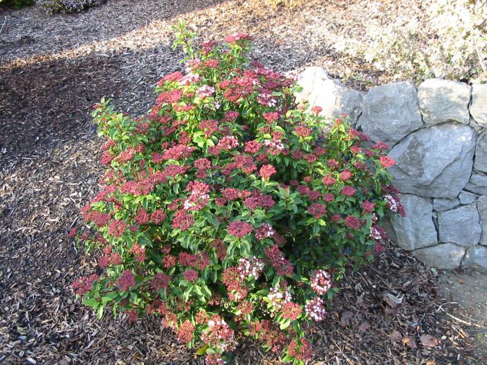 Spring Bouquet Viburnum