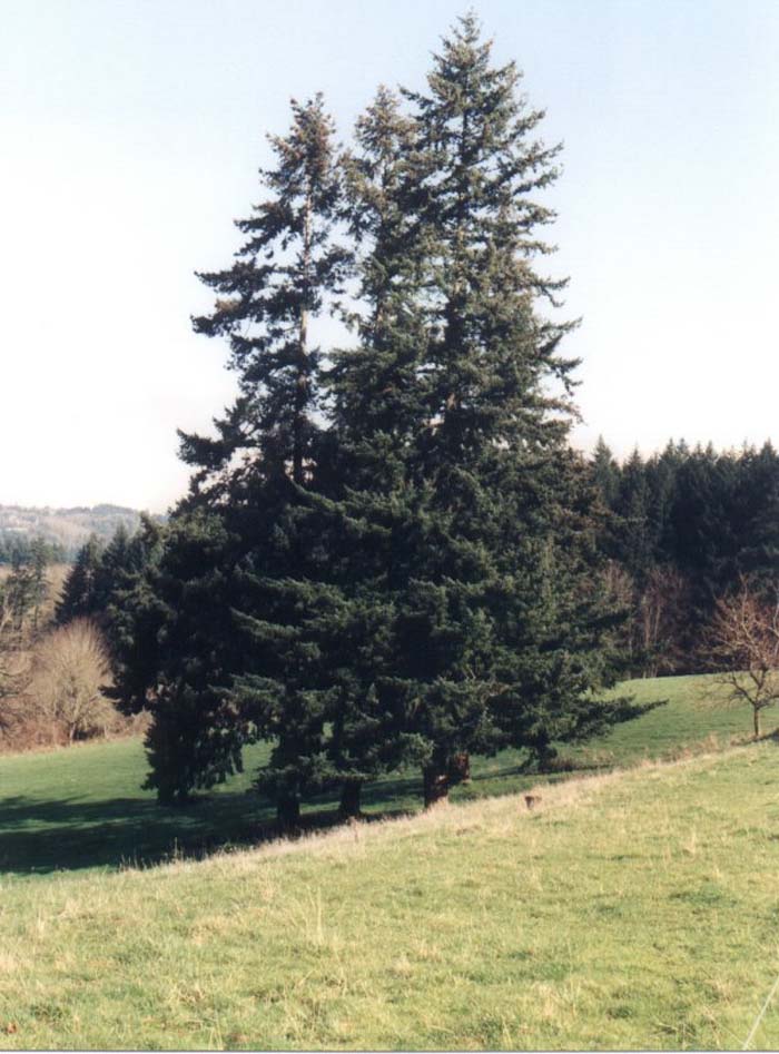 Douglas Fir