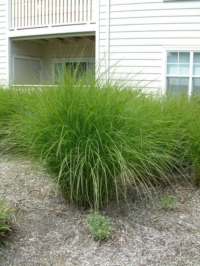 Plant photo of: Miscanthus  'Gracillimus'