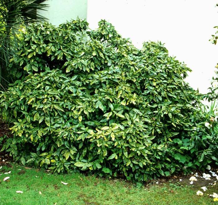 Aucuba japonica 'Variegata'