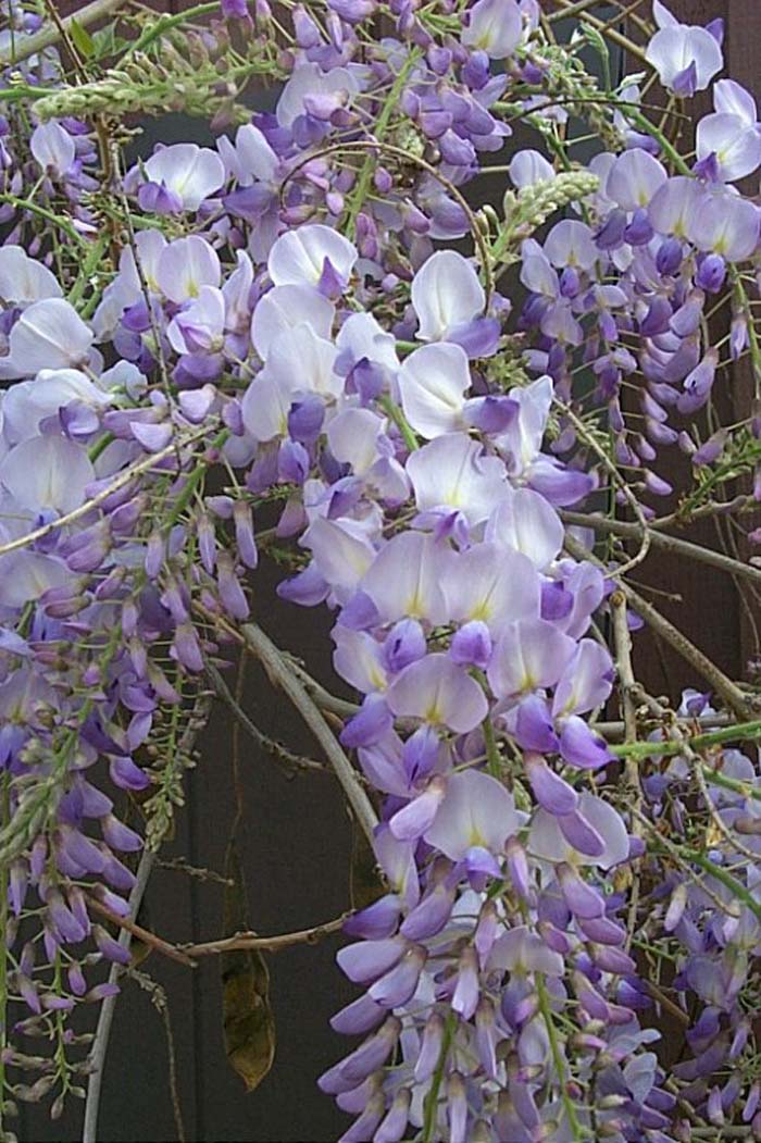 Chinese Wisteria