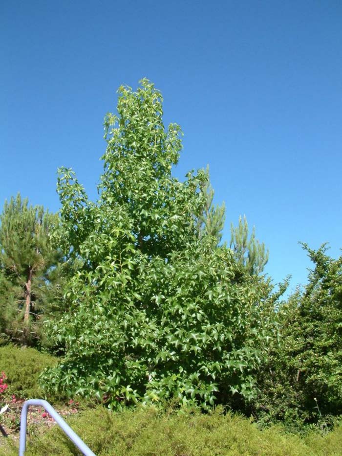 Liquidambar styraciflua 'Festival'