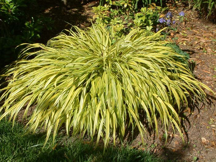 Golden Variegated Forest Grass