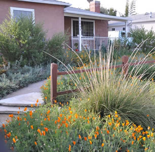 California Native Gardens