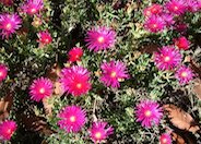 Trailing Ice Plant