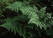 Leather Fern