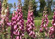 Common Foxglove