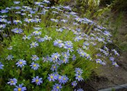 Blue Marguerite, Blue Felicia Daisy