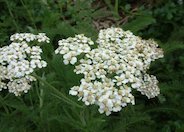 Commom Yarrow