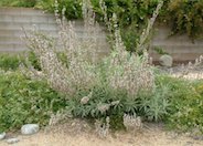 White Sage, Sacred White Sage