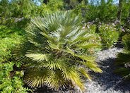 Mediterranean Fan  palm