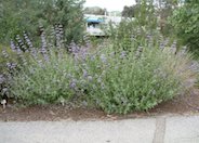 Purple or Gray Sage