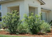 Pacific Wax Myrtle